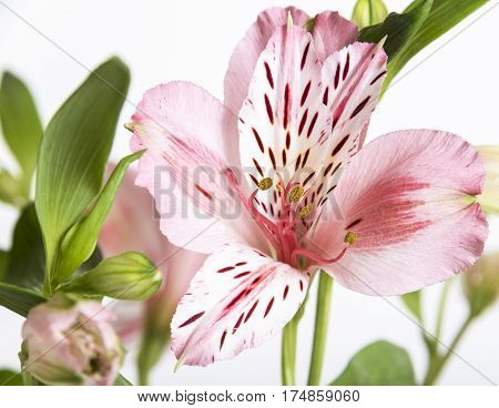 Bright, fresh and beautiful pale pink colored textured petals enjoying the light. alstroemeria flower up close