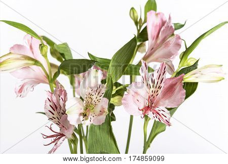 Bright, fresh and beautiful pale pink colored textured petals enjoying the light. alstroemeria flower up close white background