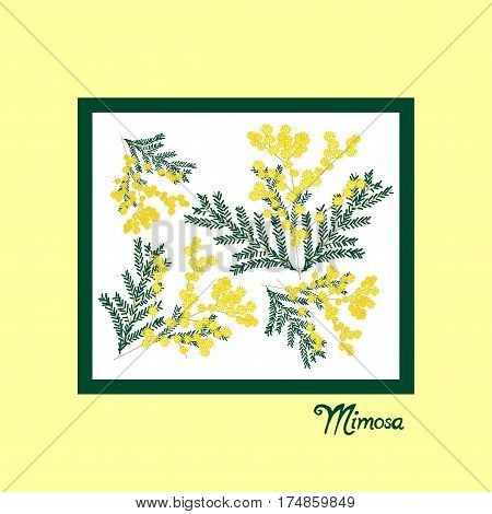 8 March greeting card. International women's day. Calligraphic hand written phrase and hand drawn flowers mimosa.