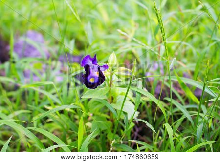 Purple pansy flower in green grass. Optimistic summer meadow landscape. Blooming flower in summer garden. Small daisy with purple and yellow petals. Modest flower in flowerbed. Bright spring nature