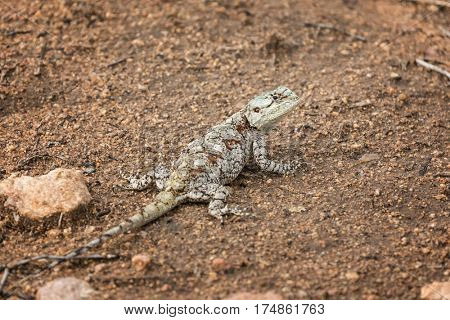 Female Southern Tree Agama lizard in Kruger National Park, South Africa. 