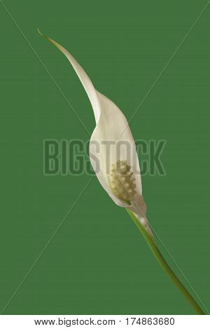 diagonal view of a flower of peace lily plant on green background