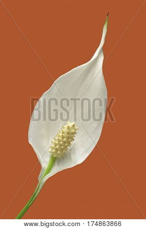 diagonal view of a flower of peace lily plant on orange background