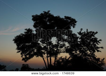 Sunset Tree