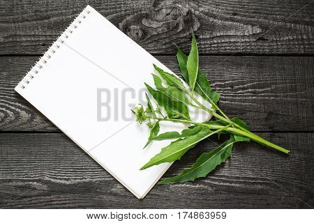 Medicinal plant Bunias orientalis (Turkish rocket hill mustard Turkish warty cabbage warty cabbage) and notebook to write recipes and methods of application. Used in herbal medicine cooking