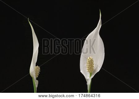 two flowers of peace lily houseplant on black background