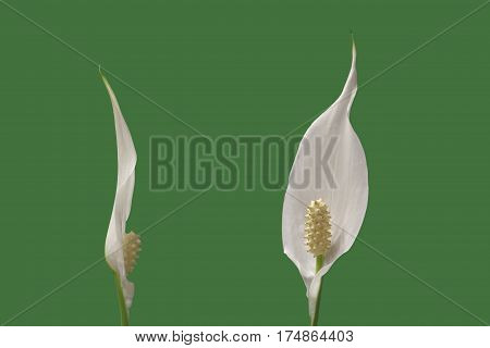 two flowers of peace lily houseplant on green background