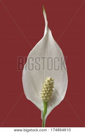 foreground of a flower of peace lily plant on red background