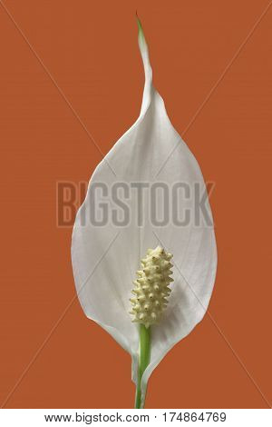 foreground of a flower of peace lily plant on orange background