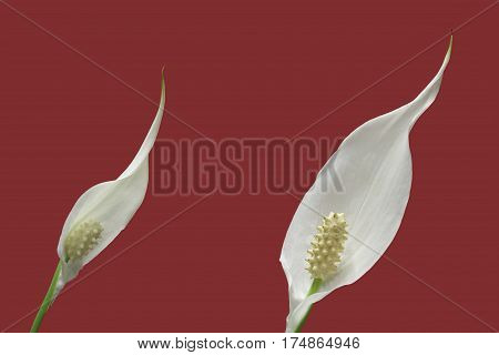 two peace lily plant flowers on red background