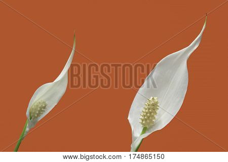 two peace lily plant flowers on orange background
