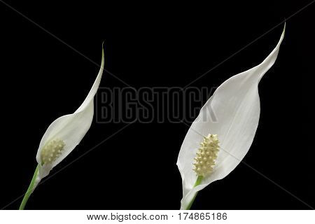 two peace lily plant flowers on black background