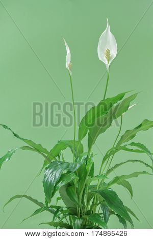 picture of peace lily houseplant on green background