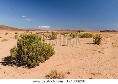 Some bushes in the very dry Sahara desert in Morocco.