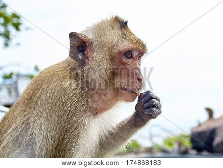 Monkey comical on the rocks funny close-up Thailand