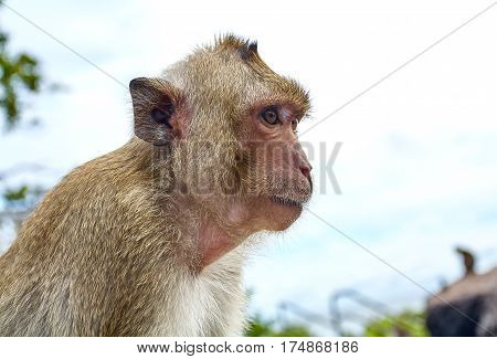 Monkey comical on the rocks funny close-up Thailand