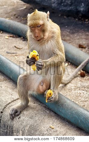 Monkey comical on the rocks funny close-up Thailand