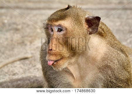 Monkey comical on the rocks funny close-up Thailand