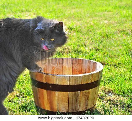 Acqua potabile gatto dal vecchio vaso quercia nel giardino