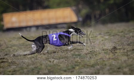 Whippet Dog Running. Coursing, Passion And Speed