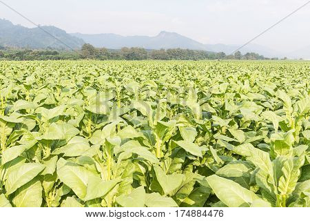 Field Nicotiana tabacum the Common tobacco is an annually-growing herbaceous plant