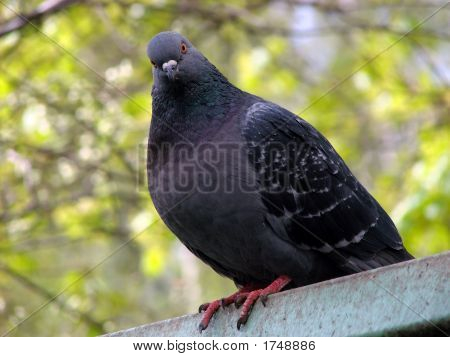 Pombo
