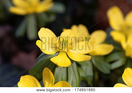 Yellow flowers of winter aconite (Eranthis hyemalis).
