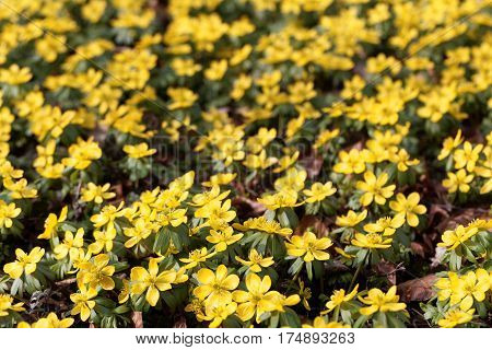 A field of flowers of winter aconite (Eranthis hyemalis)