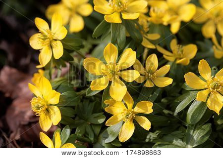 Yellow flowers of winter aconite (Eranthis hyemalis).