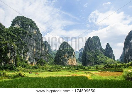 The karst mountains and rural scenery in summmer