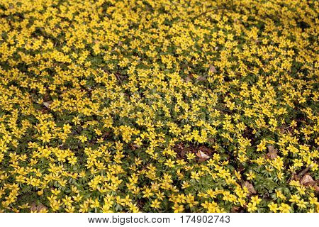 A field of flowers of winter aconite (Eranthis hyemalis)