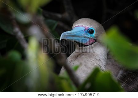 Red-footed booby with bright blue and purple beak peering out from his perch in a shrub on Genovesa Island, Galapagos, Ecuador