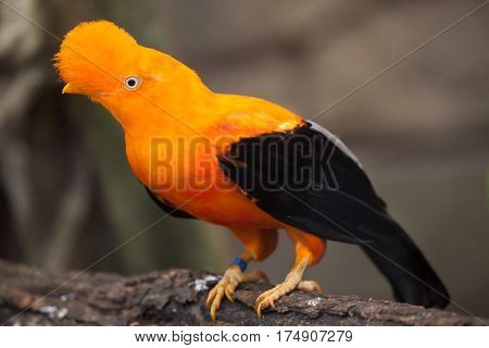 Andean cock-of-the-rock (Rupicola peruvianus), also known as tunki.