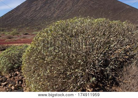 Arid territory of Lobos island, Canary, Spain. Euphorbia balsamifera plant. Tabaiba dulce. Lanzarote symbol