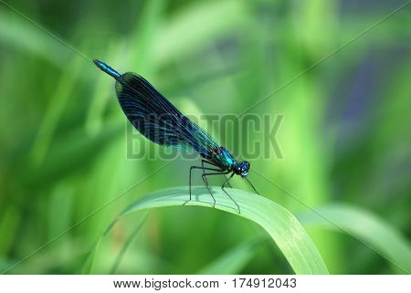 The dragonfly the beauty brilliant, Calopteryx splendens, a blue male sits to a nazeleny blade. Focus on beautiful wings. Macro filming. Observations of the wild nature.