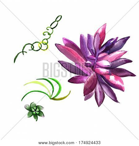 Wildflower succulentus flower in a watercolor style isolated. Full name of the plant: succulentus. Aquarelle wild flower for background, texture, wrapper pattern, frame or border.
