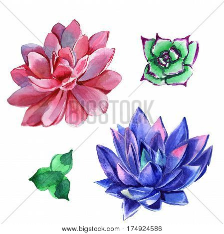 Wildflower succulentus flower in a watercolor style isolated. Full name of the plant: succulentus. Aquarelle wild flower for background, texture, wrapper pattern, frame or border.