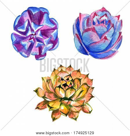 Wildflower succulentus flower in a watercolor style isolated. Full name of the plant: succulentus. Aquarelle wild flower for background, texture, wrapper pattern, frame or border.