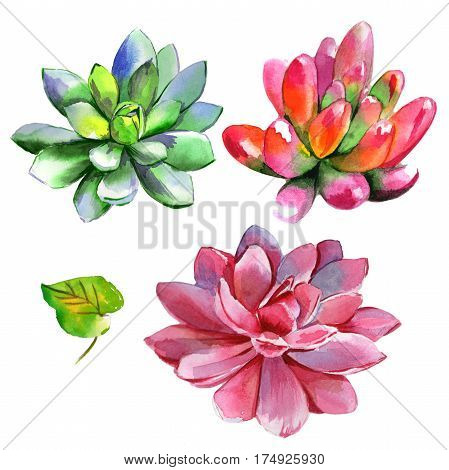 Wildflower succulentus flower in a watercolor style isolated. Full name of the plant: succulentus. Aquarelle wild flower for background, texture, wrapper pattern, frame or border.