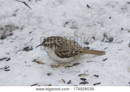 Small bird Eurasian or Common Treecreeper Certhia familiaris close-up portrait on snow selective focus shallow DOF.
