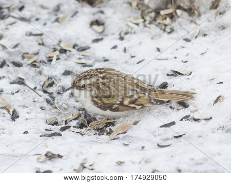 Small bird Eurasian or Common Treecreeper Certhia familiaris close-up portrait on snow selective focus shallow DOF.