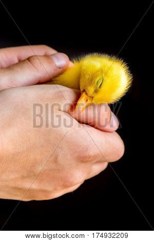 Newborn yellow duckling in human hands isolated on black background