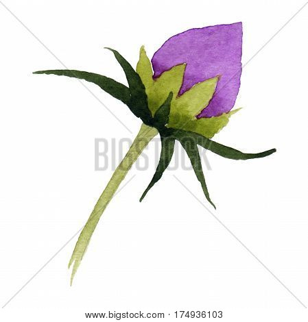 Wildflower kosmeya flower in a watercolor style isolated. Full name of the plant: kosmeya. Aquarelle wild flower for background, texture, wrapper pattern, frame or border.