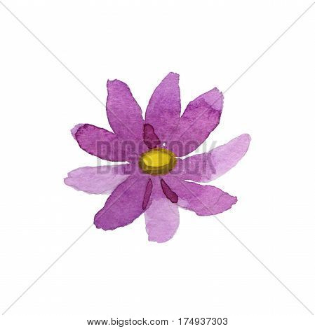 Wildflower kosmeya flower in a watercolor style isolated. Full name of the plant: kosmeya. Aquarelle wild flower for background, texture, wrapper pattern, frame or border.