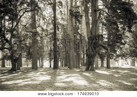 Summer in the park Alexandria. nature. landscape.