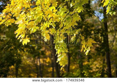Autumn in park Aleksandriya. nature. autumn. tree.