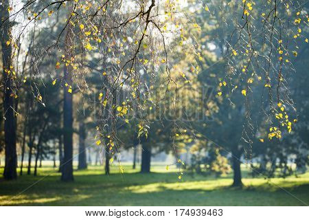 Autumn in park Aleksandriya. fall. landscape. nature.
