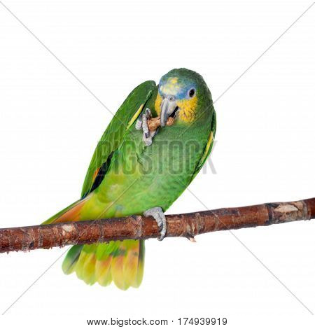 Orange-winged amazon, Amazona amazonika, isolated on the white background