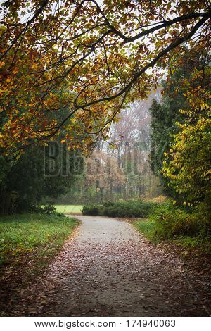 Autumn in park Aleksandriya. fall. landscape. foliage. leaves. road.