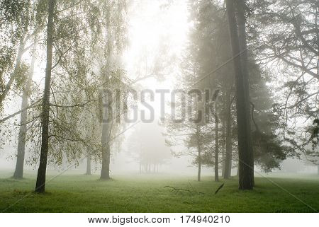 Fog in the park Alexandria. park. summer. forest.